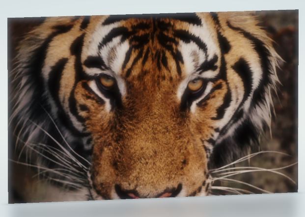 Le commerce du tigre sur National Geographic