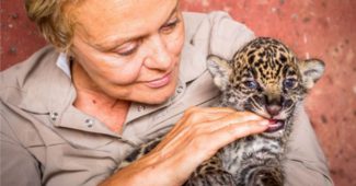 Muriel Robin et un bébé jaguar