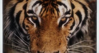Le commerce du tigre dans Face au crime sur National Geographic