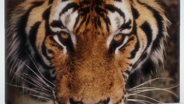 Le commerce du tigre sur National Geographic